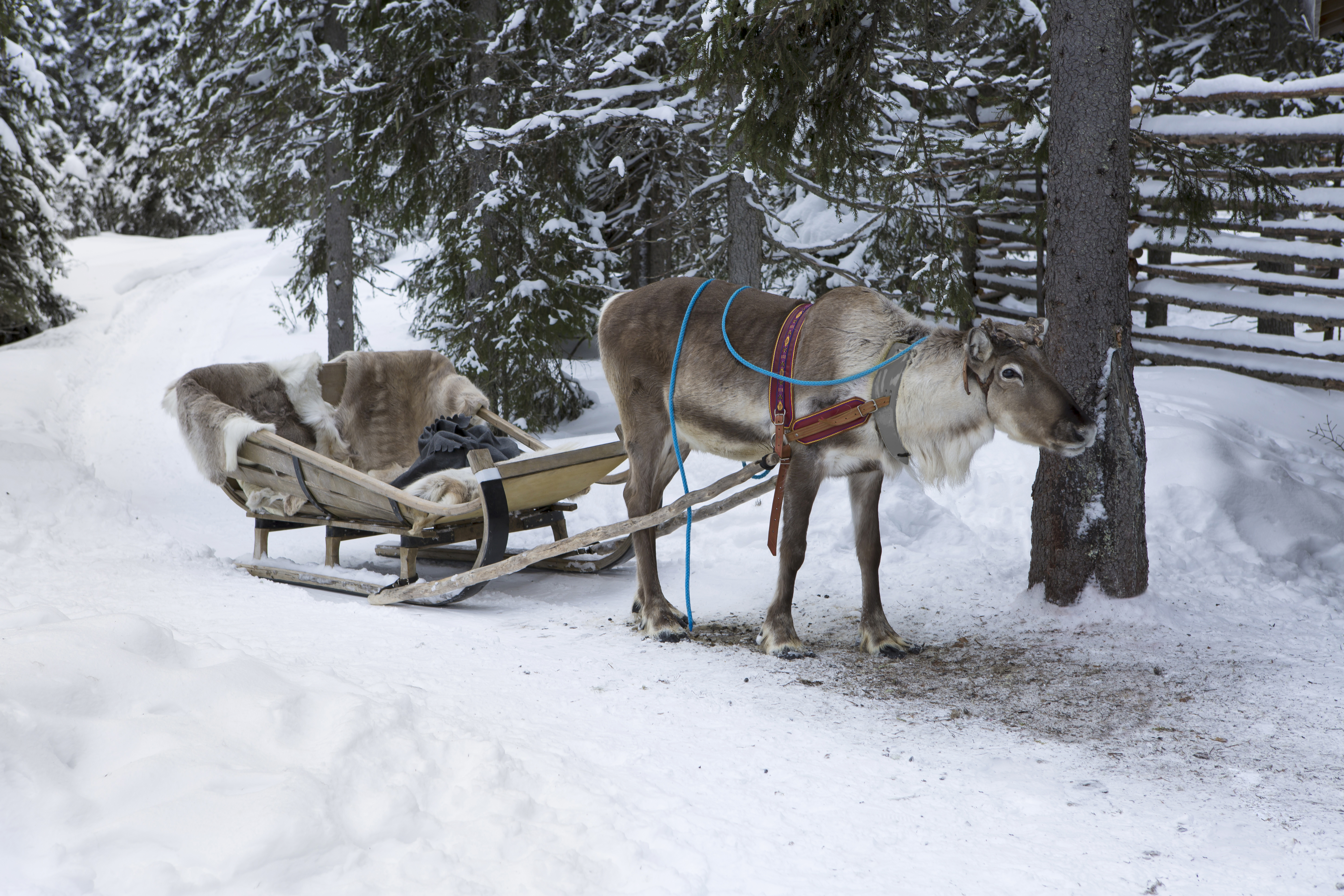 Reindeer Safari